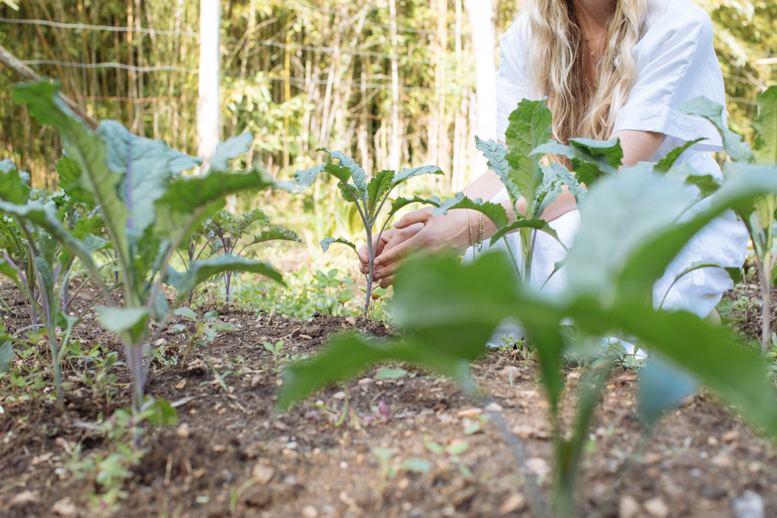 7 Easiest Vegetables to Grow at Home (Small-Space Picks Included!)